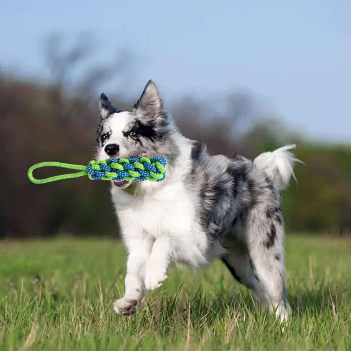 Elastic Dog Chew Toy Set with Spring Bar and Rope Toys